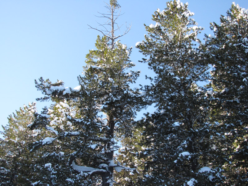 ������� �����