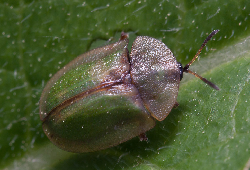  (Cassida sp.)