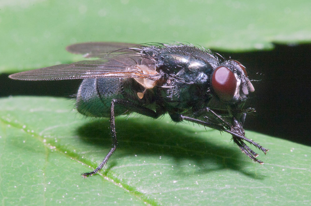 Muscidae