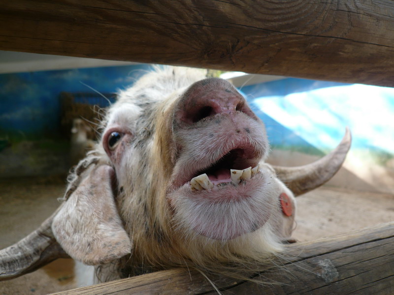 ��� �����?