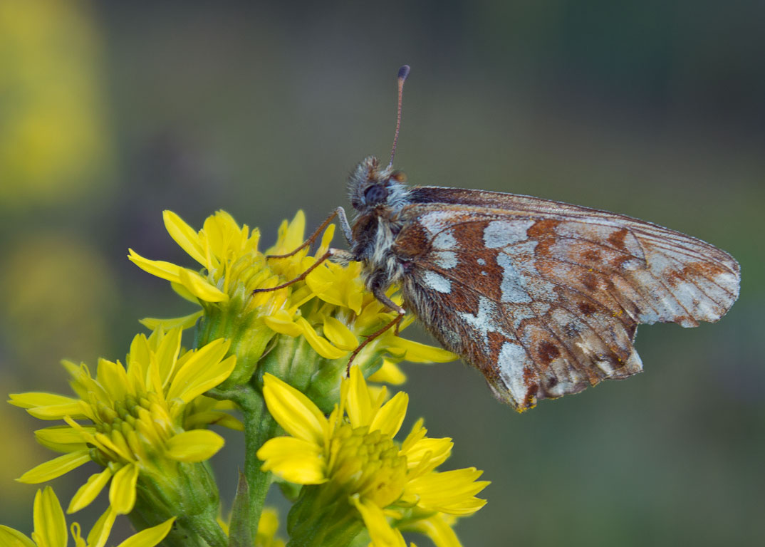   (Boloria altaica)