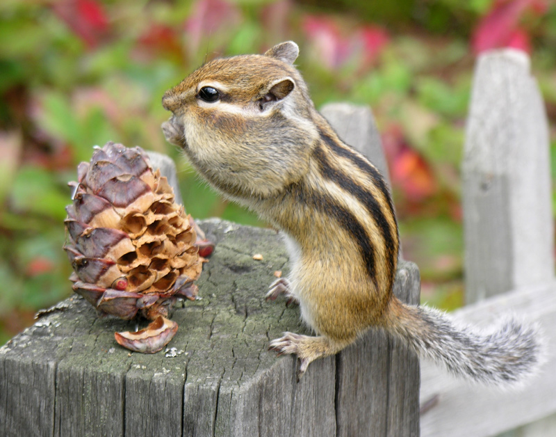 ��� ��� � ������� ����...