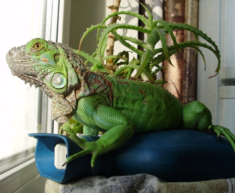 ����� �� - ��������...