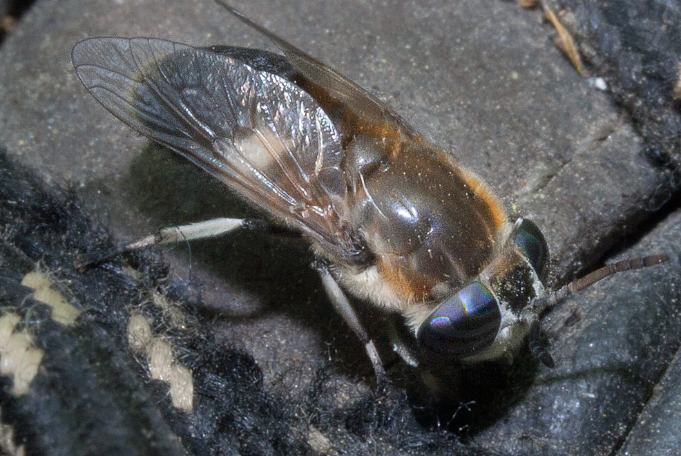   (Heptatoma pellucens)