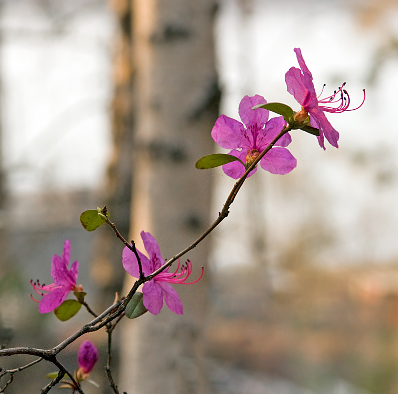 Rhododendron dauricum