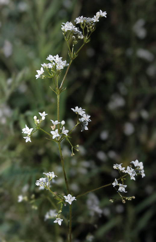   (Galium uliginosum)