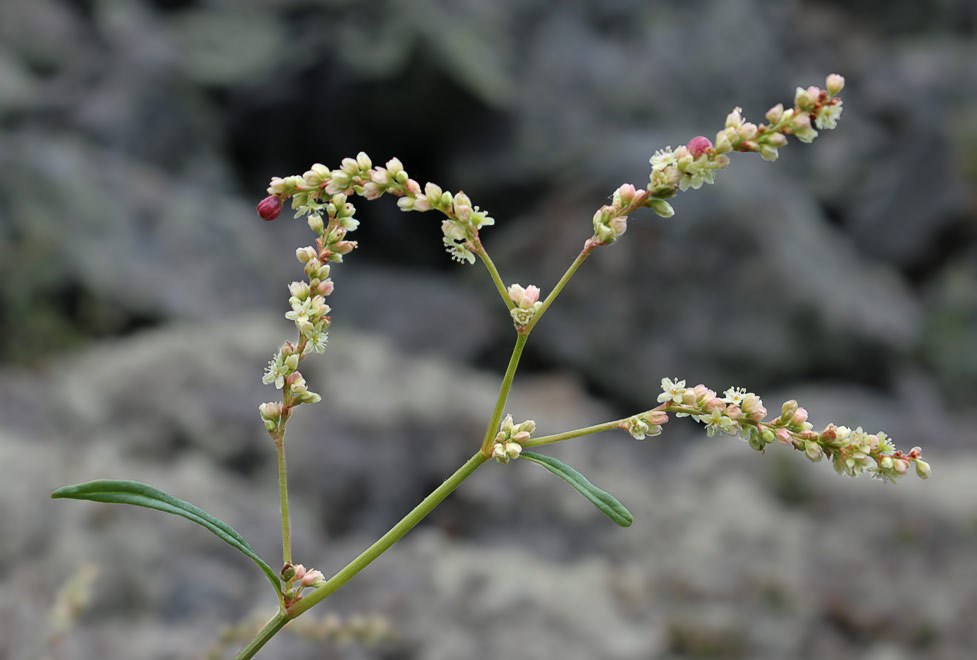   (Aconogonon ocreatum)