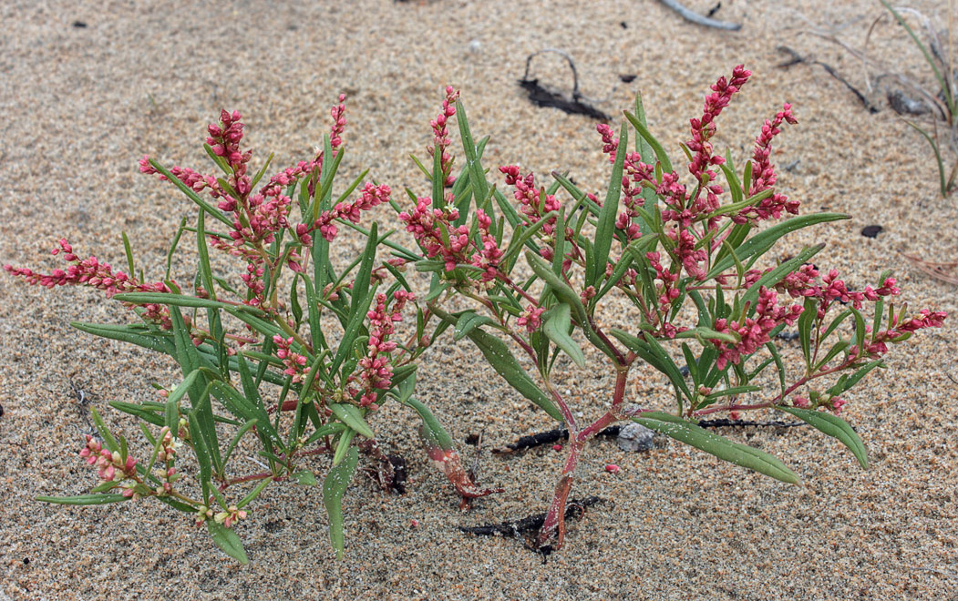   (Aconogonon ocreatum)