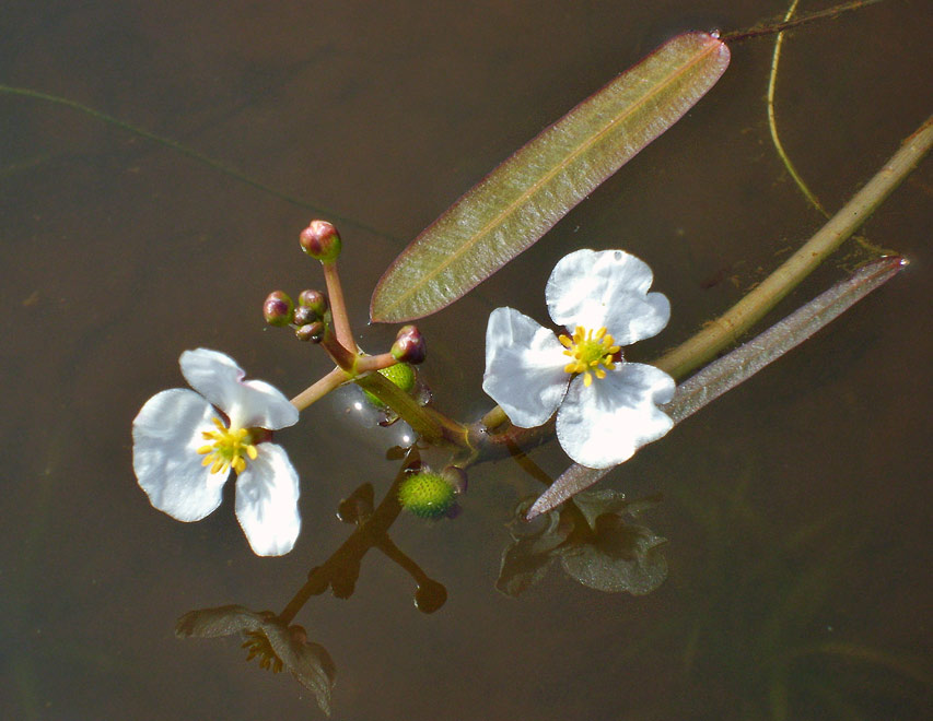   (Sagittaria natans)