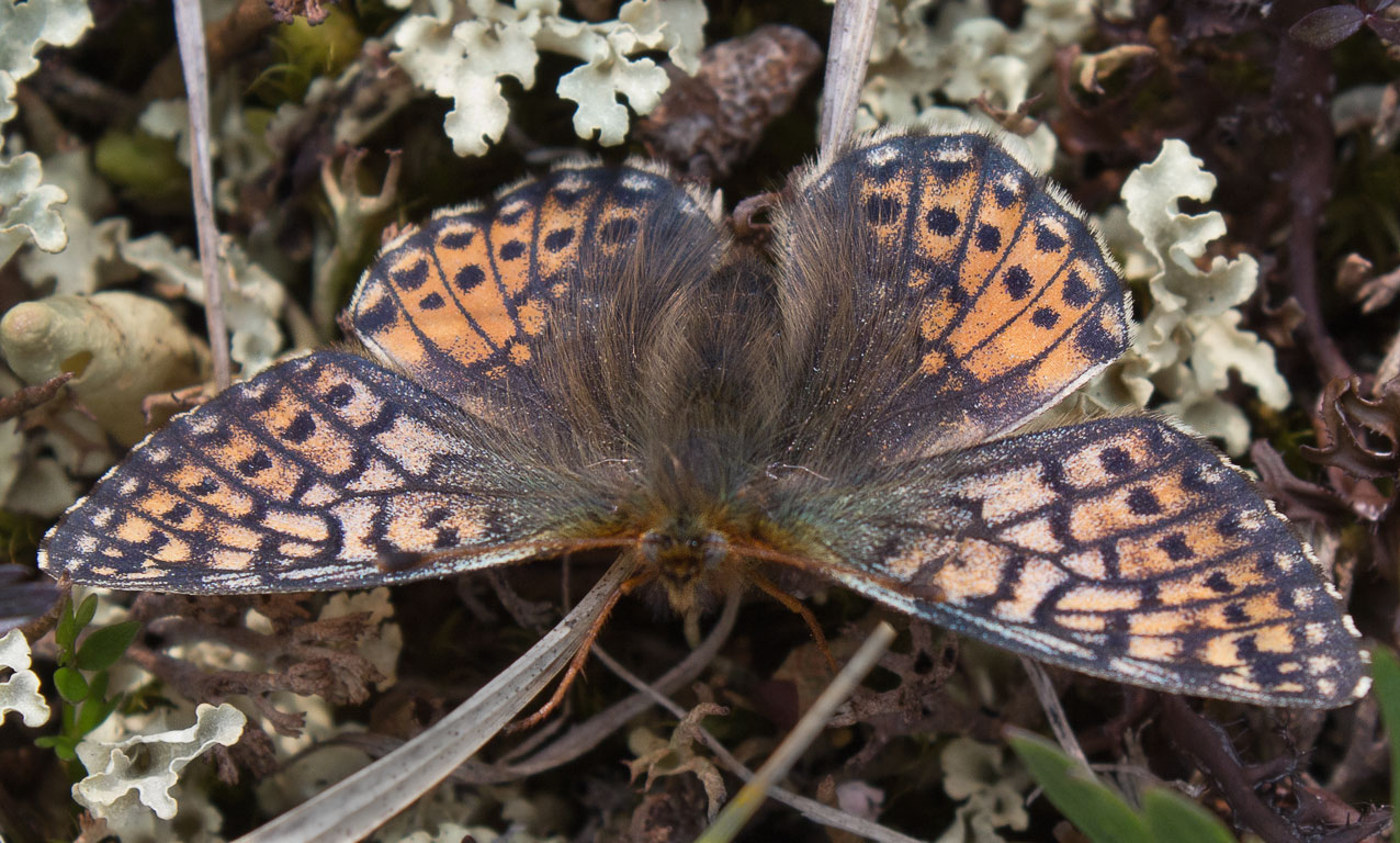   (Boloria altaica), 