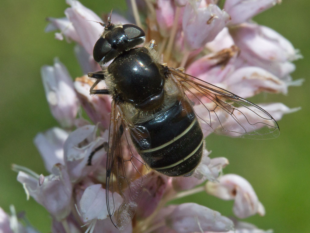 Eristalis interrupta ?