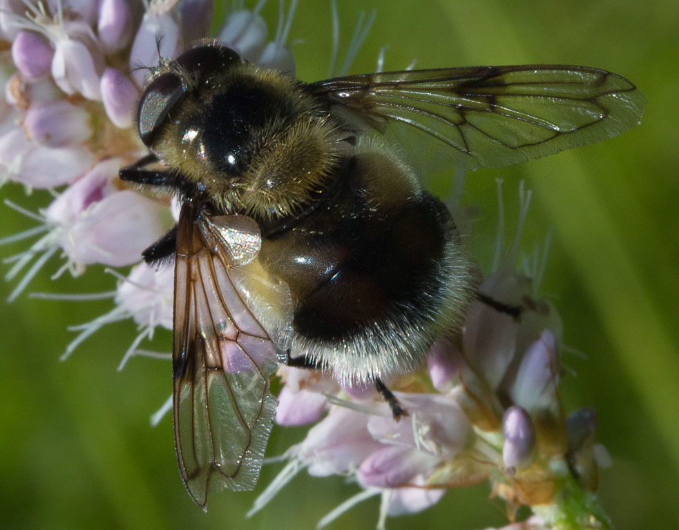 Eristalis sp.?