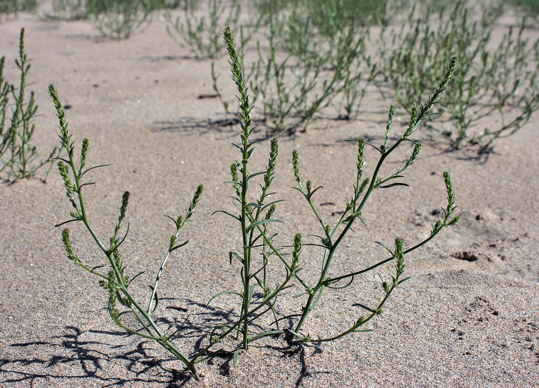  (Corispermum)