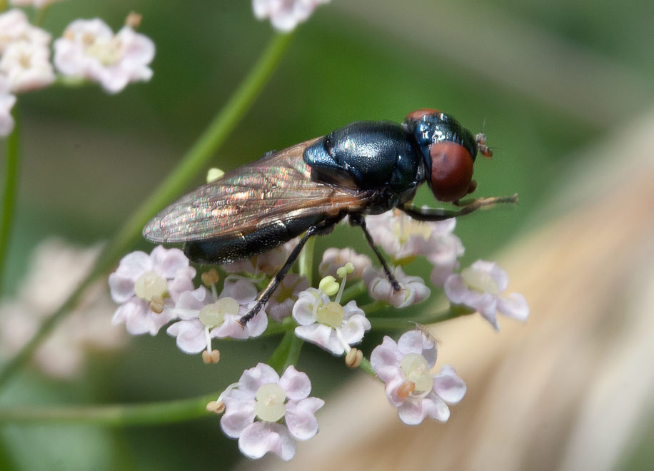Золотобрюшка (Chrysogaster sp.), самка
