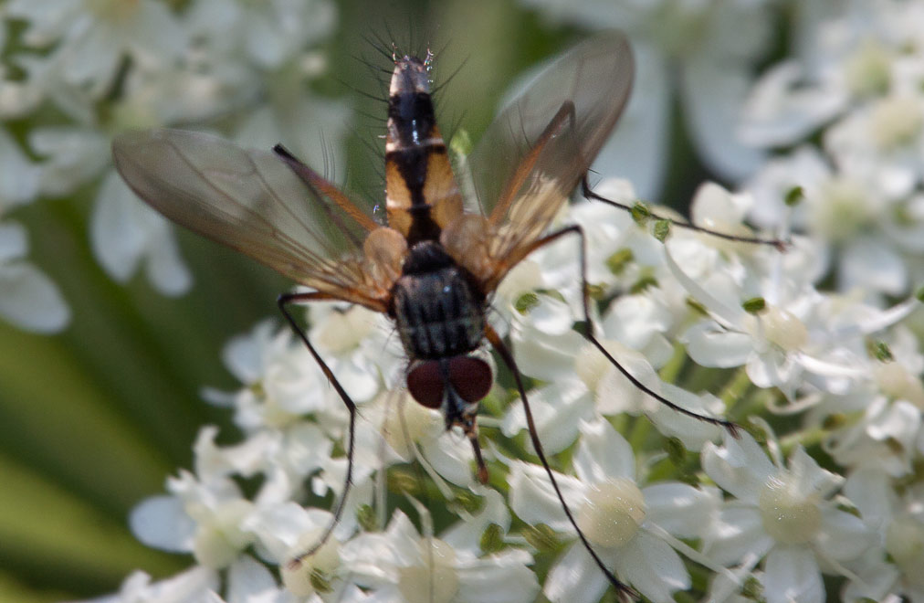 . Halidaya sp.?