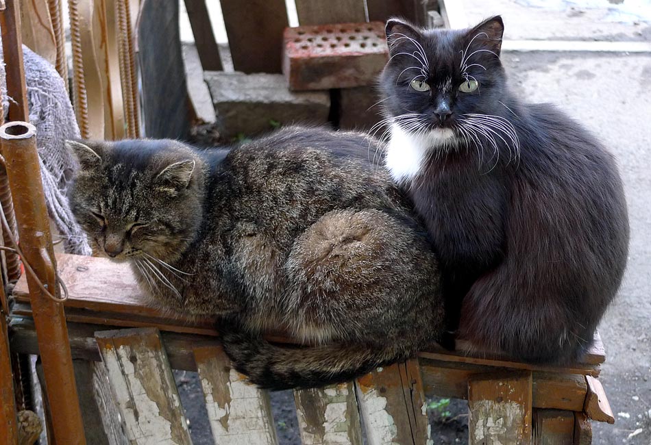 �����, ����� �� ���� ����� ���� ����������� ������?