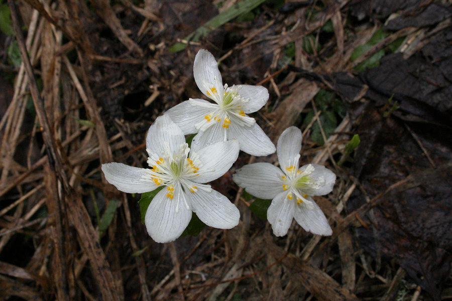 Весенник Сибирский