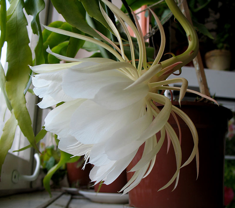 ������������ ���������������.