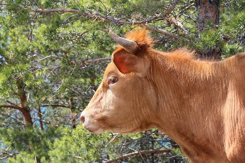 ��� �� ������