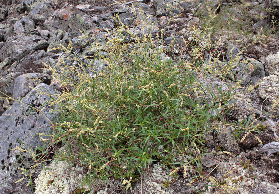   (Aconogonon ocreatum)