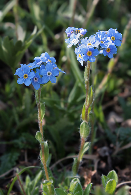   (Eritrichium villosum)