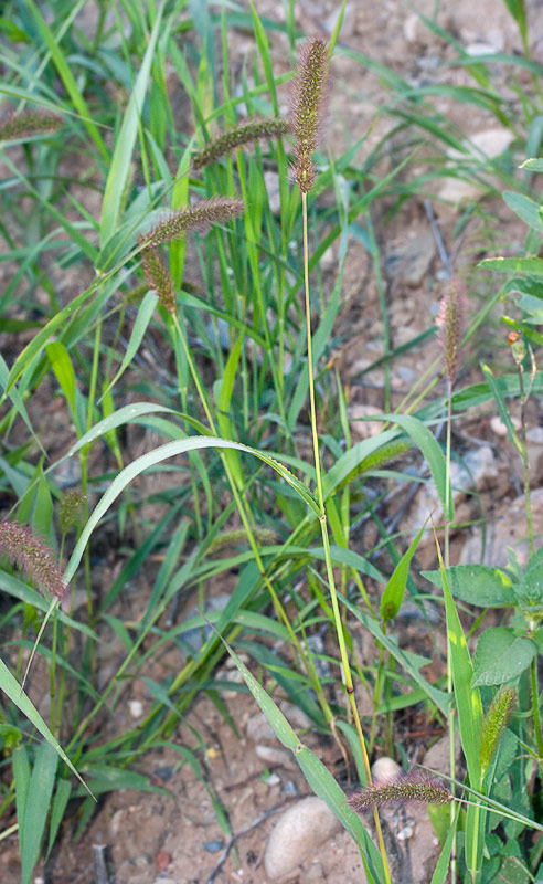   (Setaria viridis)
