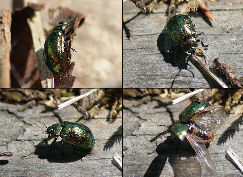 Linaeidea aenea ?