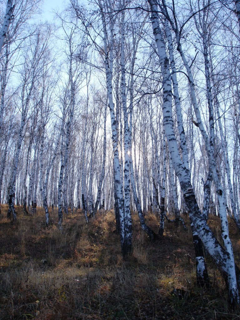Березовая роща