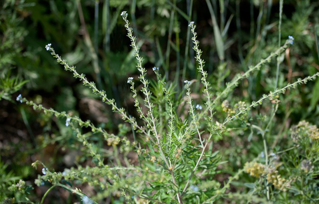  (Lappula squarrosa)