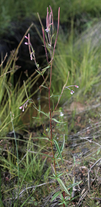   (Epilobium palustre)