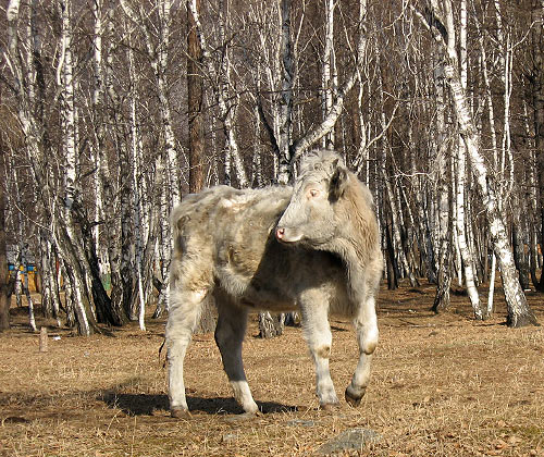 �������� ������