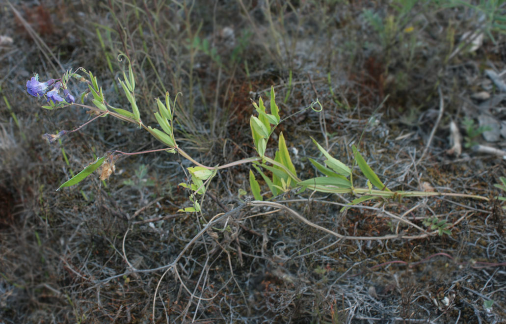   (Lathyrus pilosus)
