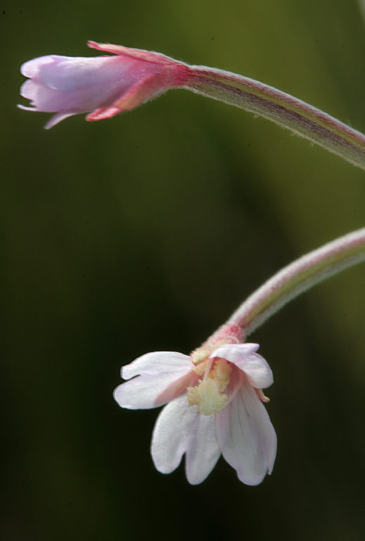   (Epilobium palustre)