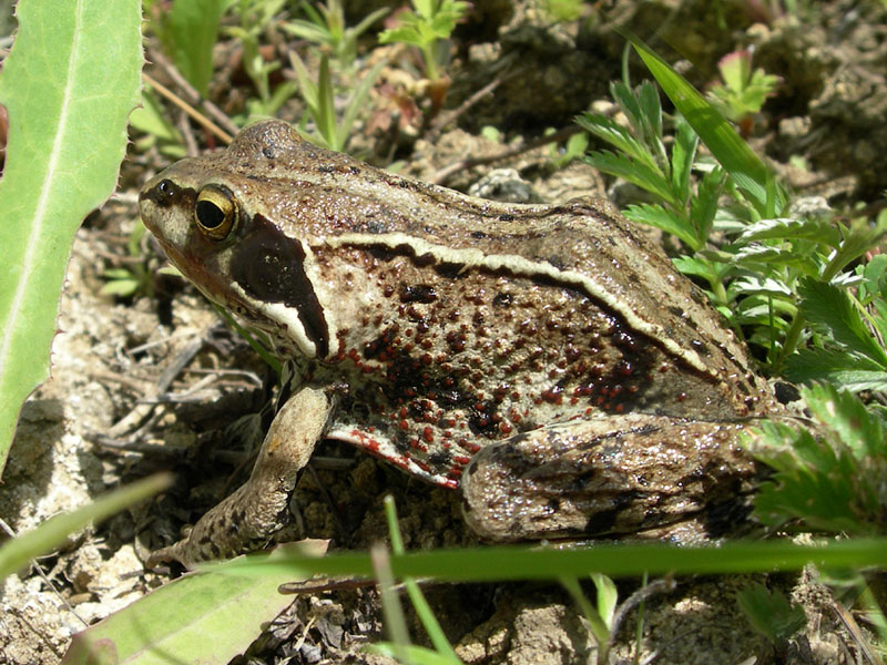 Замаскировалась