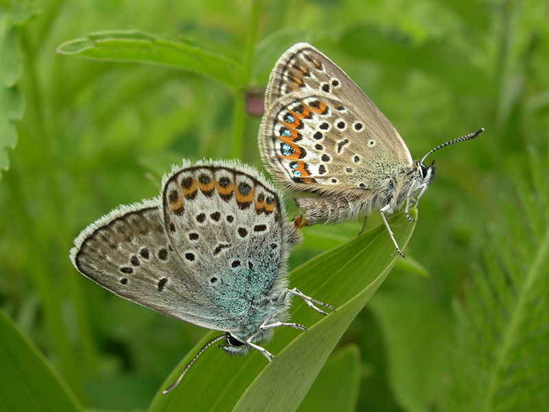 . In copula.