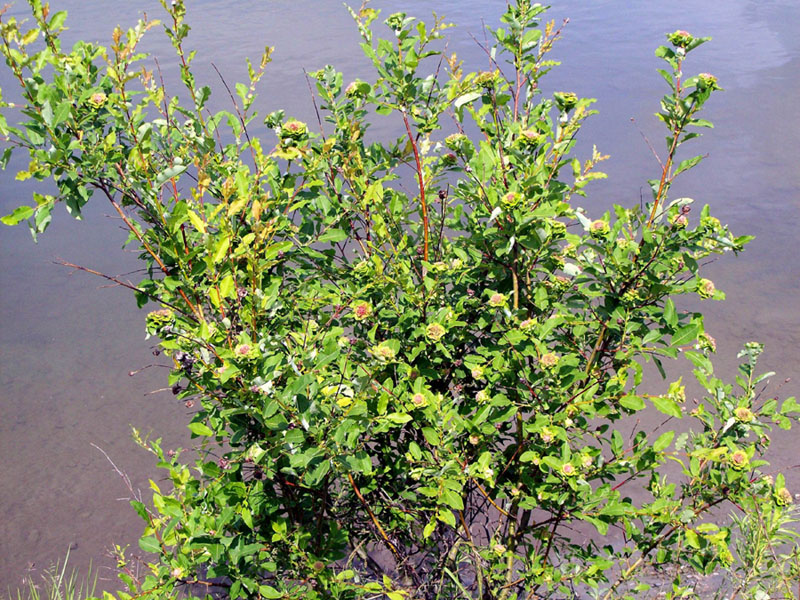 ���� � ������� ������, �� ������