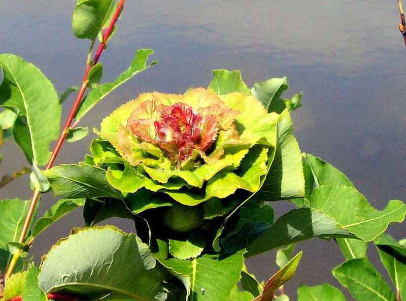 ������ ���� ������� ������