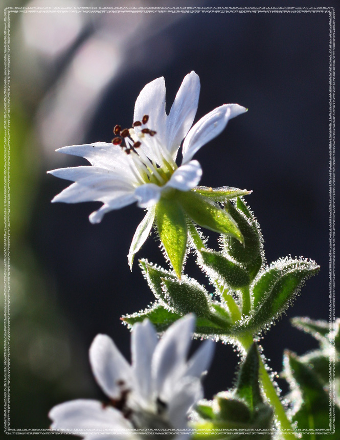 ����� ��������� �����