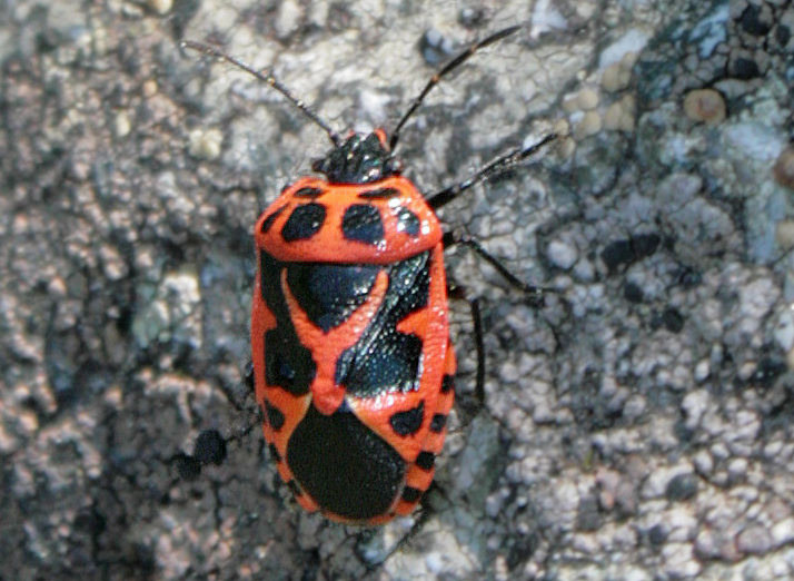   (Eurydema dominulus)