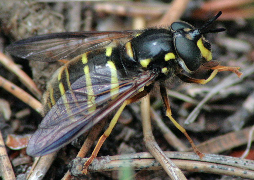 Журчалка-оса пучковая (Chrysotoxum fasciolatum)
