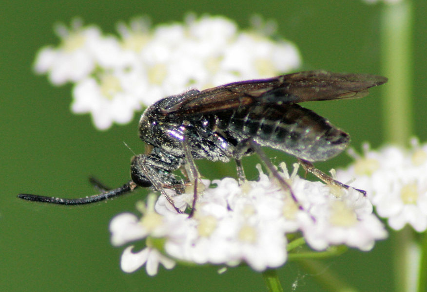     (Arge ustulata)
