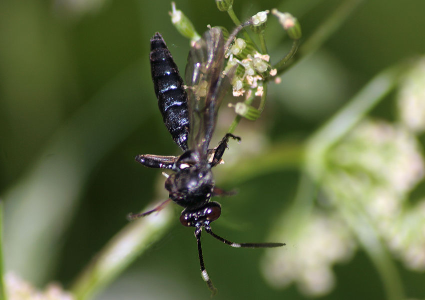   Ichneumoninae  Ichneumonini