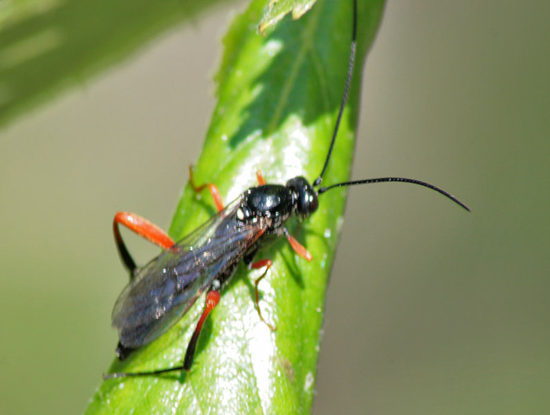   Ichneumonini
