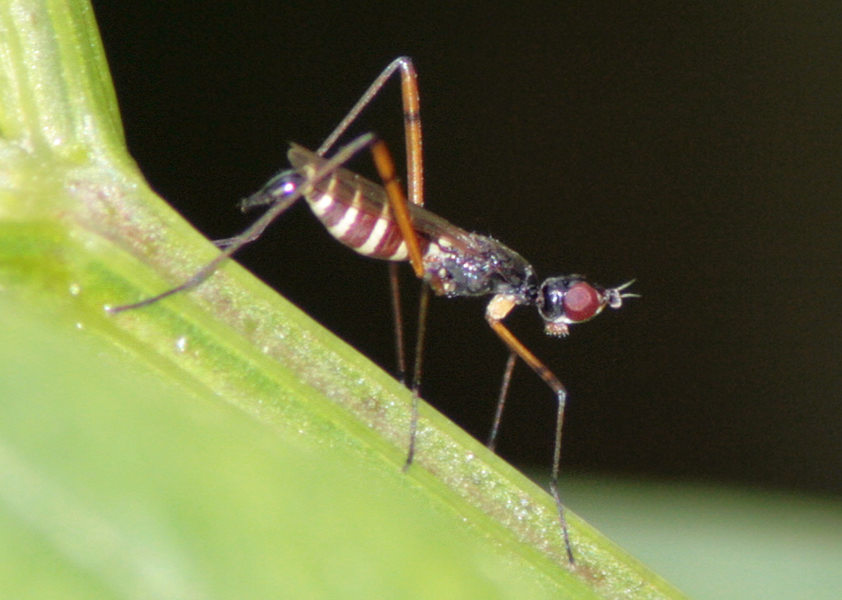 Micropeza corrigiolata
