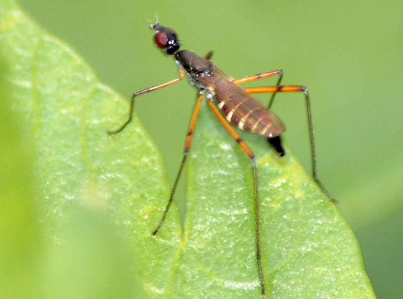 ,  Micropeza corrigiolata
