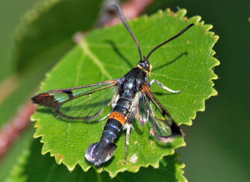   (Synanthedon culiciformis)