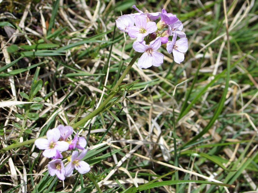 ����� ��� ��������