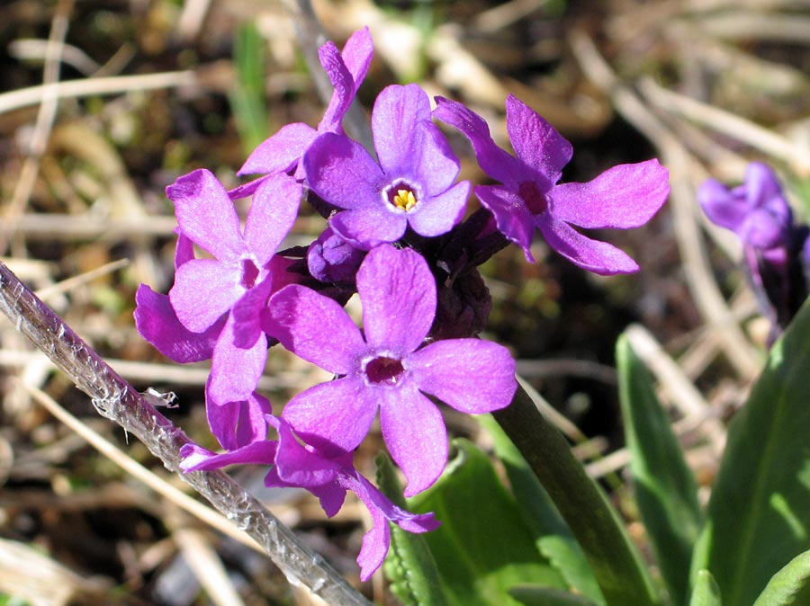 ��������� ��� ��������� ����-���