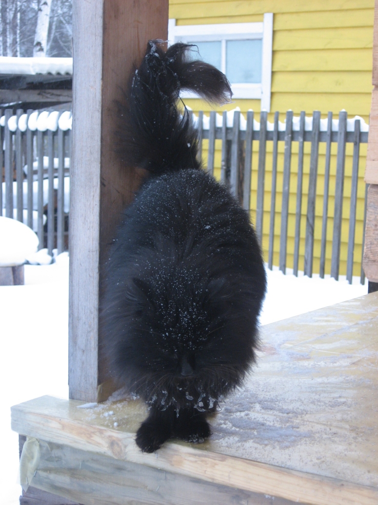 ������ ������