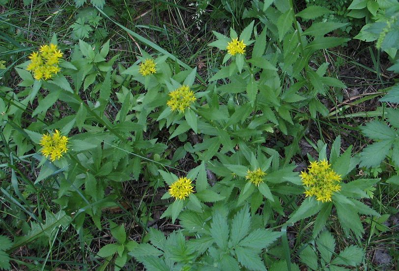 �������� �� ����������� - 3�